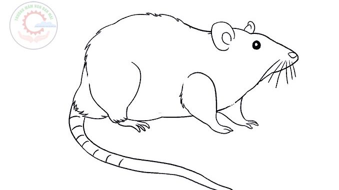 Tổng hợp một số cách vẽ con chuột đơn giản đẹp nhất hiện nay