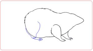 hướng dẫn vẽ con chuột 7