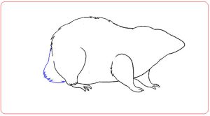 hướng dẫn vẽ con chuột 9